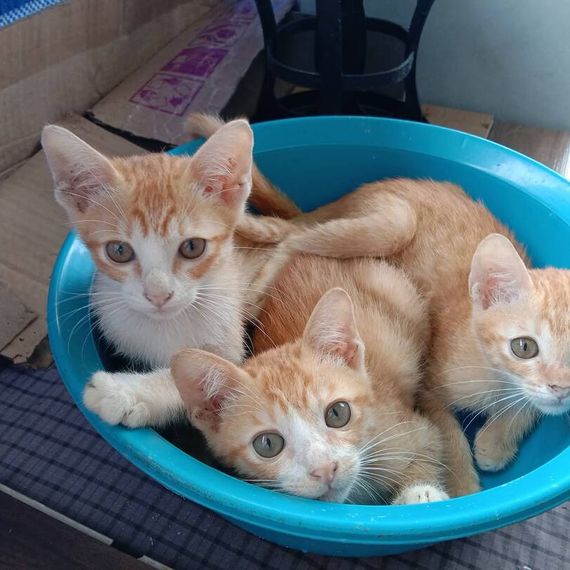 แชท หาแฟน, หาเพื่อนคุย  ที่อยู่ กรุงเทพมหานคร