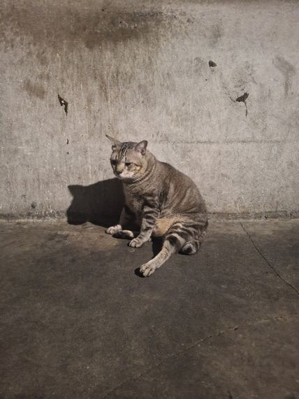 chat looking for friends 