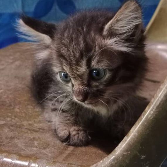 แชท หาแฟน, หาเพื่อนคุย 