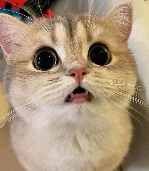 chat chat