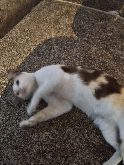 แชท หาเพื่อนคุย