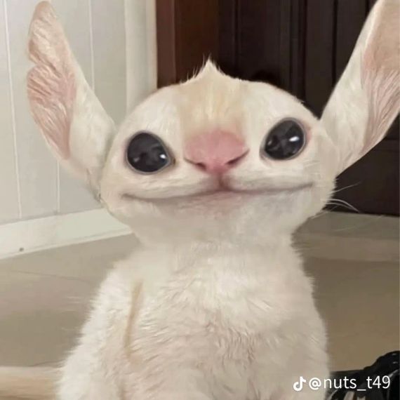 แชท หาเพื่อนคุย, โสด