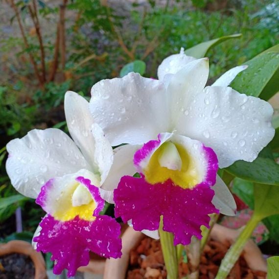 แชท หาเพื่อนคุย, หาเพื่อนเที่ยว ที่อยู่ ฉะเชิงเทรา