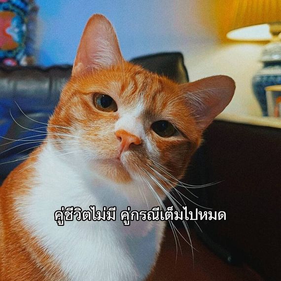 แชท โสด 