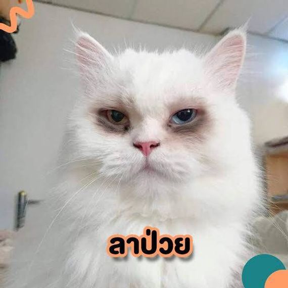 แชท หาแฟน, หาเพื่อนคุย 