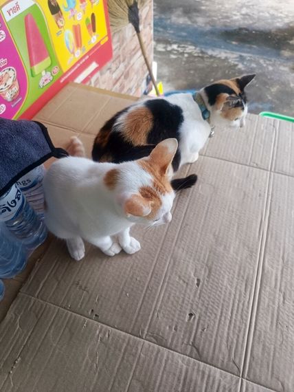 chat looking for friends 