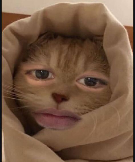chat looking for friends 