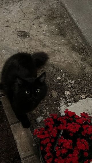 chat single 