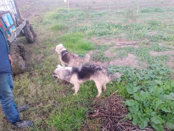 แชท หาเพื่อนคุย, โสด 