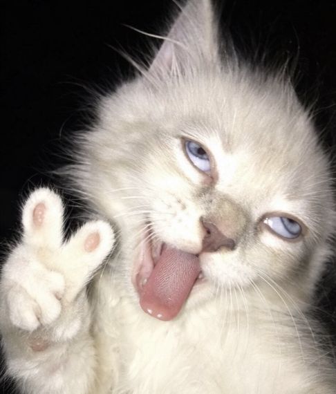 chat looking for friends