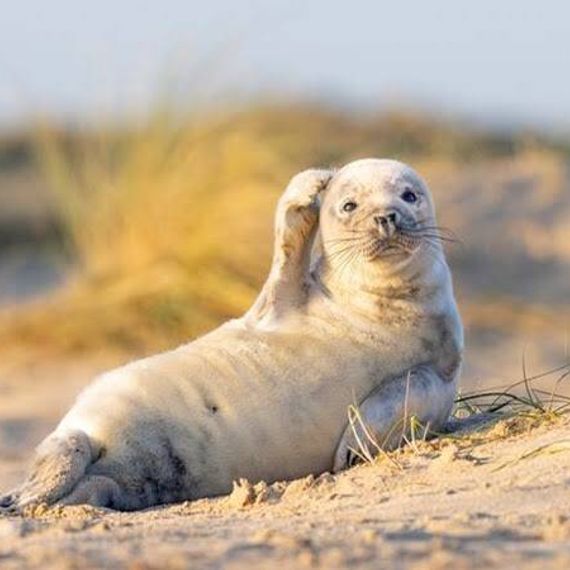 แชท หากิ๊ก 