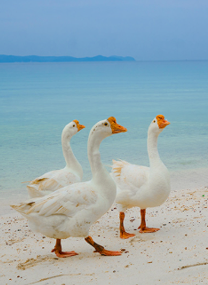 chat looking for friends 