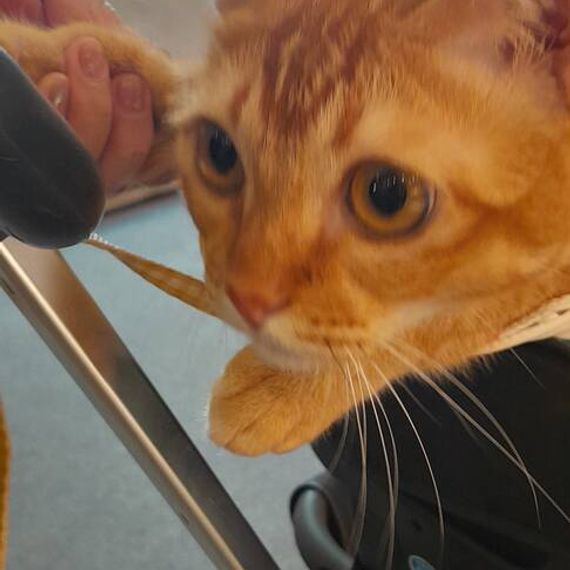 แชท หาแฟน, โสด