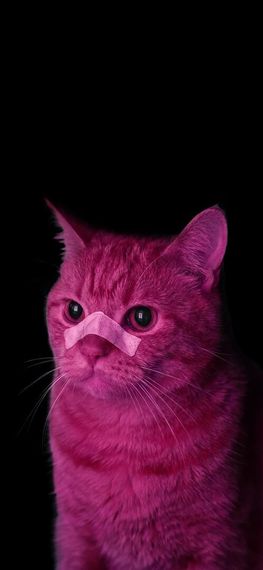 chat looking for friends 