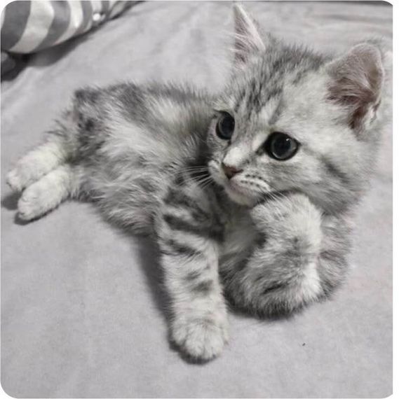 chat looking for friends 