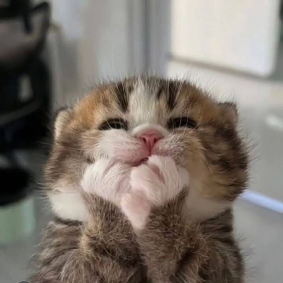 แชท หาแฟน, หาเพื่อนคุย