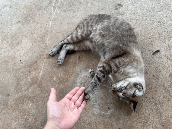 แชท หาเพื่อนคุย 