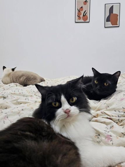 แชท หาแฟน, หาเพื่อนคุย 