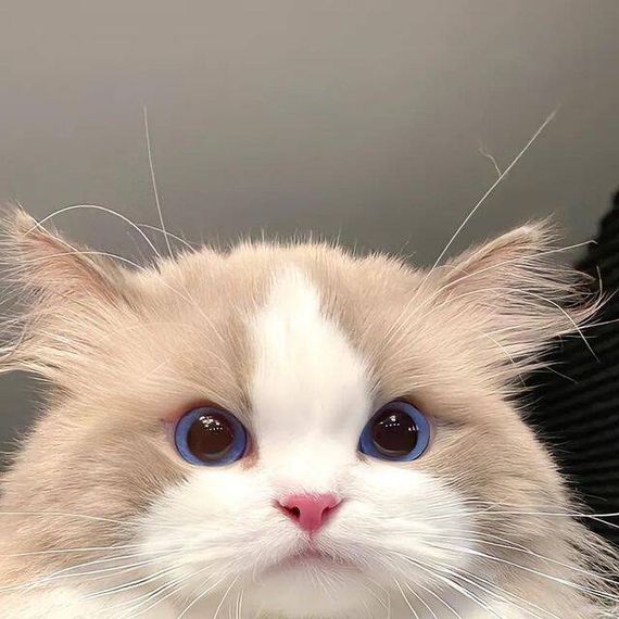 แชท โสด