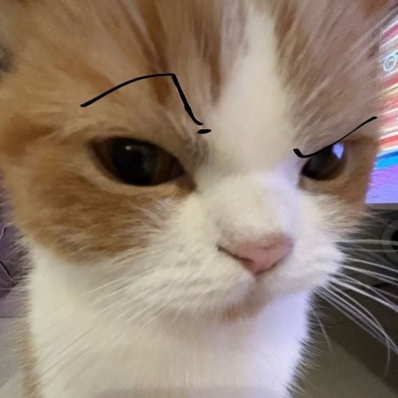 แชท หาเพื่อนคุย, โสด