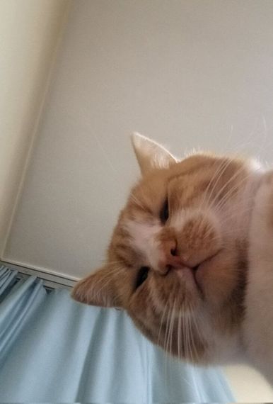 chat chat, single 