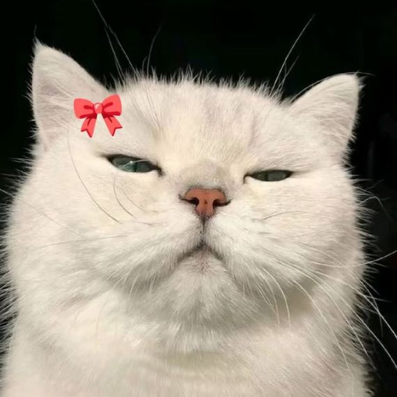 chat looking for friends 
