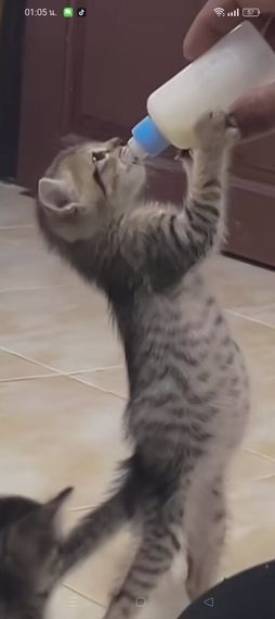 chat find love, chat