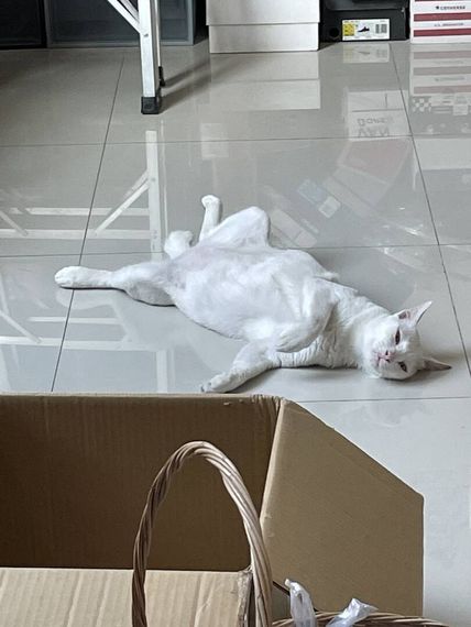 แชท หาเพื่อนคุย, โสด 