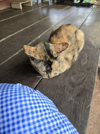 chat looking for friends