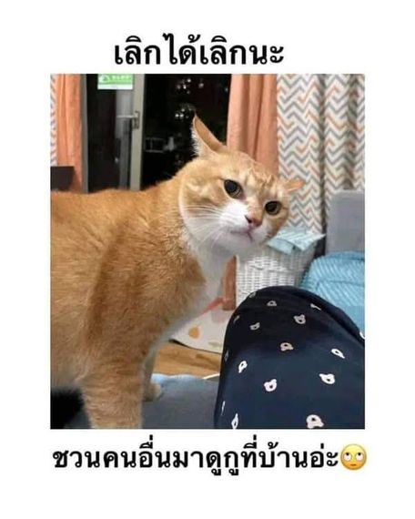 แชท หาแฟน, หากิ๊ก  ที่อยู่ กรุงเทพมหานคร