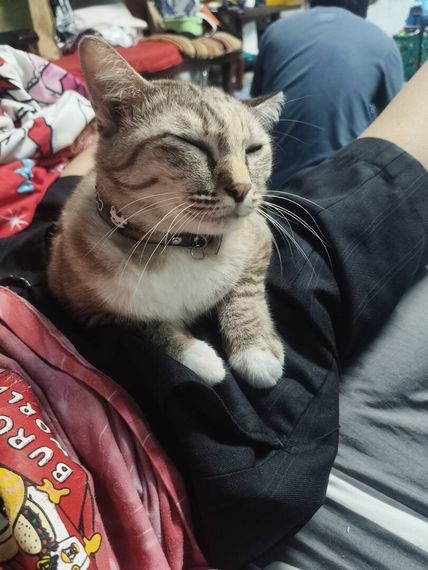 แชท หาแฟน, หาเพื่อนคุย 