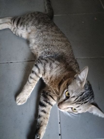 แชท หาเพื่อนคุย 