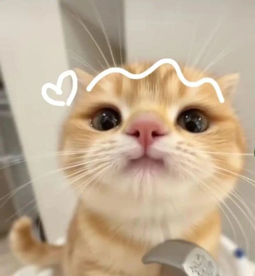 chat chat 