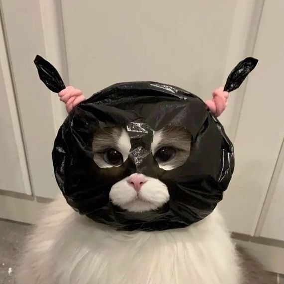 chat looking for friends 