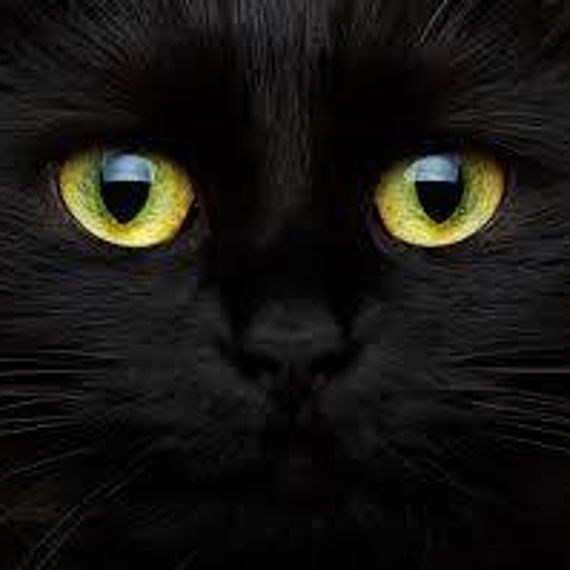 แชท โสด, แชทเปิดกล้อง