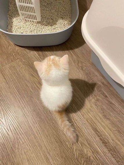 chat looking for friends 