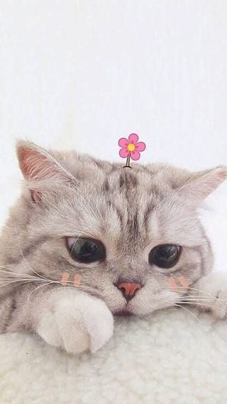 แชท หาเพื่อนคุย, โสด 