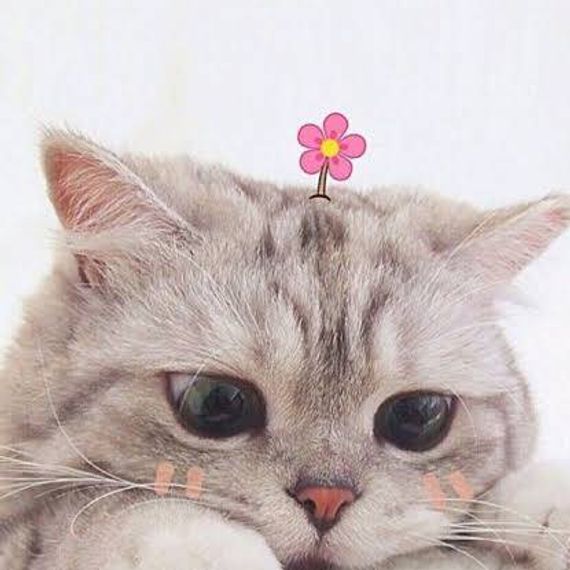 แชท หาเพื่อนคุย, โสด 