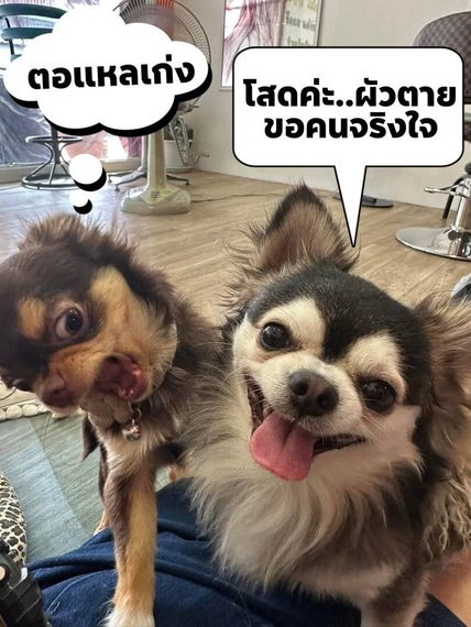 แชท หาเพื่อนคุย 