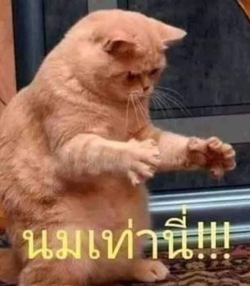 แชท หาแฟน, หาเพื่อนคุย 