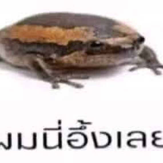 แชท หาเพื่อนคุย, หาเพื่อนเที่ยว  ที่อยู่  เชียงใหม่