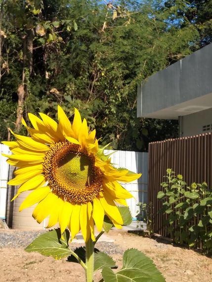 แชท หาเพื่อนคุย, หากิ๊ก 