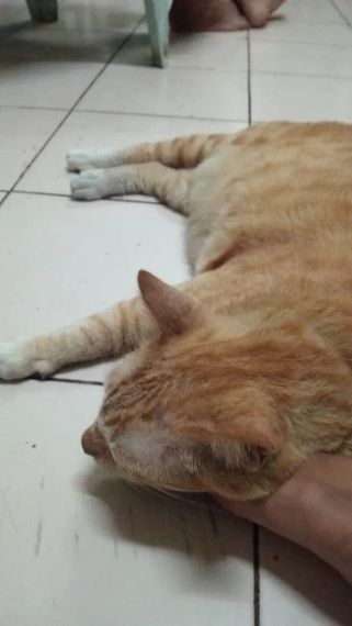 chat chat  from Bangkok