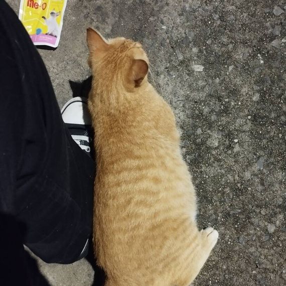 แชท หาเพื่อนคุย, โสด  ที่อยู่ กรุงเทพมหานคร