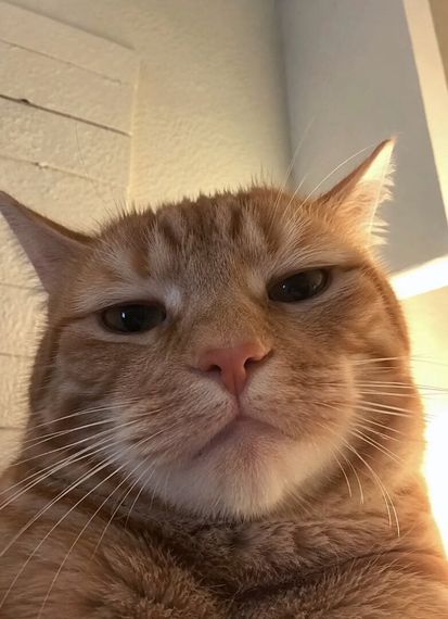 chat chat 