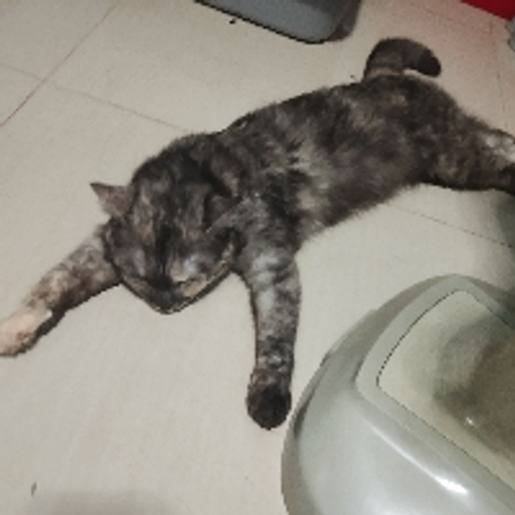 chat find love, chat  from Samut Sakhon