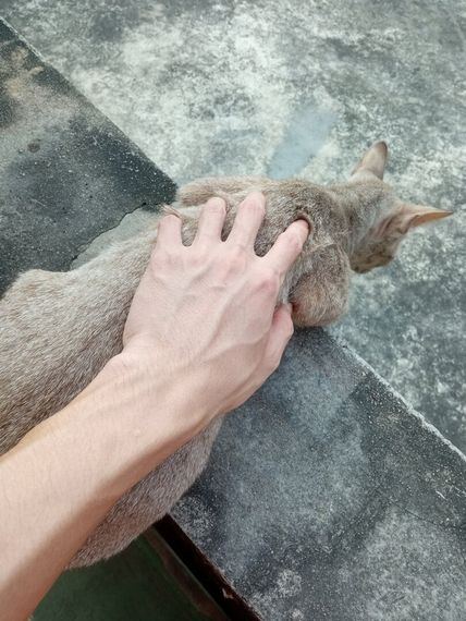 chat single 