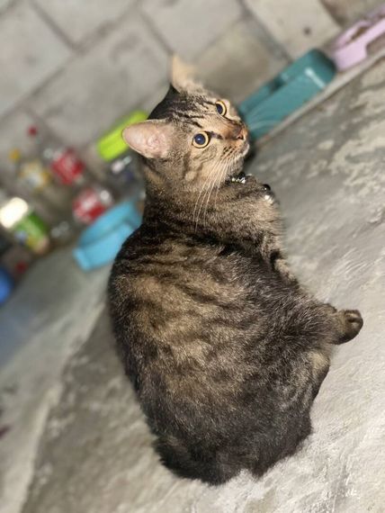 แชท โสด 