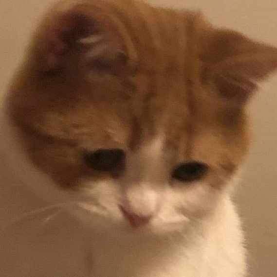 chat looking for friends 