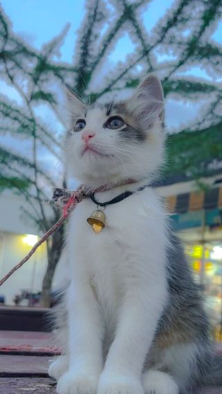 chat looking for friends  from Songkhla